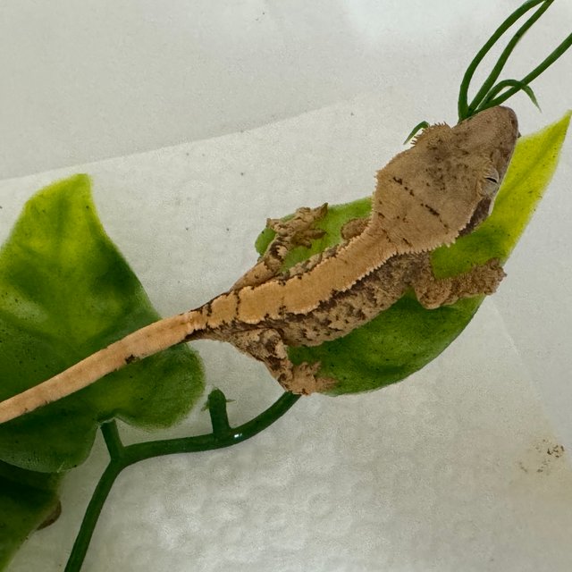 노멀 트라이 솔리드백