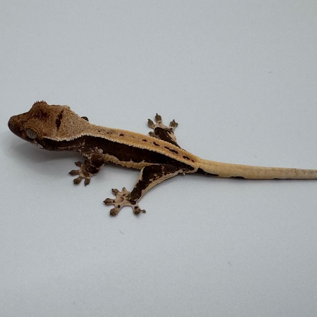 릴리100%헷아잔틱