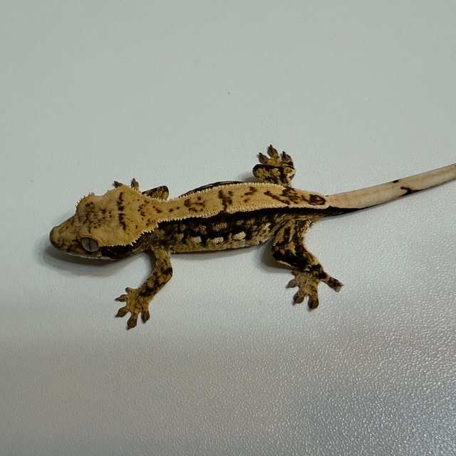 노멀 트라이 쿼드