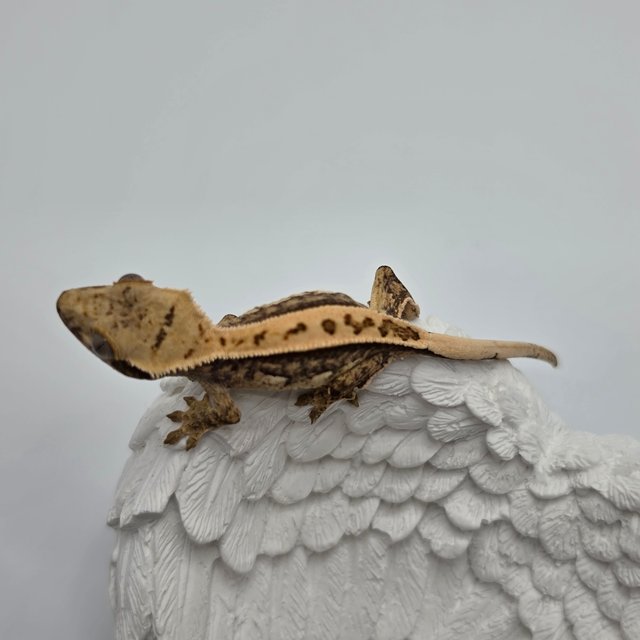 노멀 트라이 풀핀