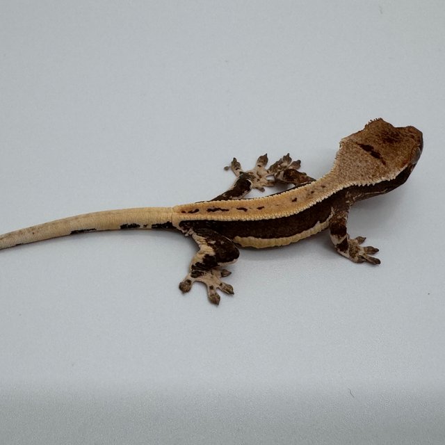 릴리100%헷아잔틱