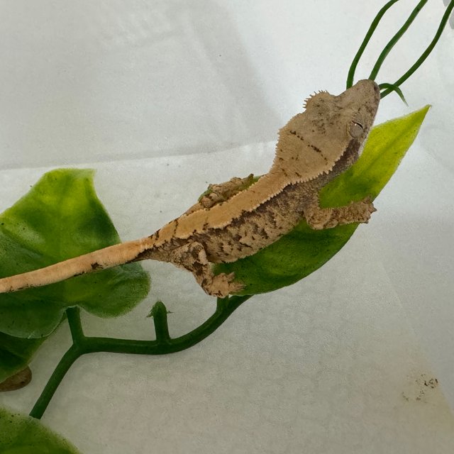 노멀 트라이 솔리드백