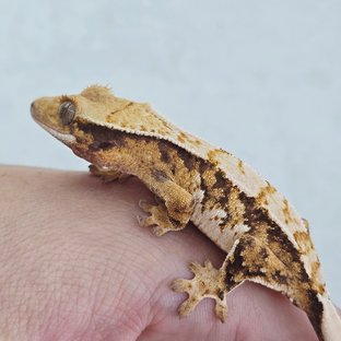 화이트스팟 트라이