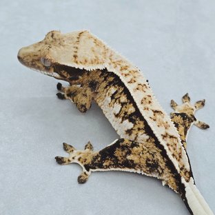 핀스트라이프 트라이