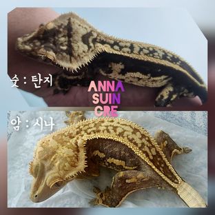 탄지.시나