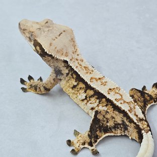 핀스트라이프 트라이