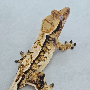 핀스트라이프 트라이