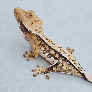 화이트핀 핀스트라이프 트라이