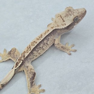 Pinstripe White Spot