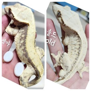 젬마 X 솔드