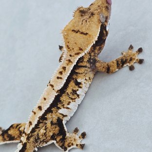 핀스트라이프 트라이