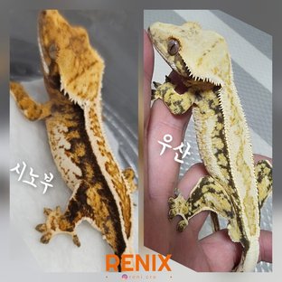 우산 X 시노부