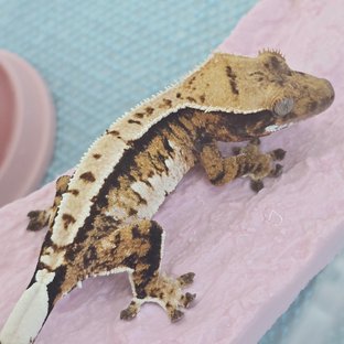 핀스트라이프 트라이