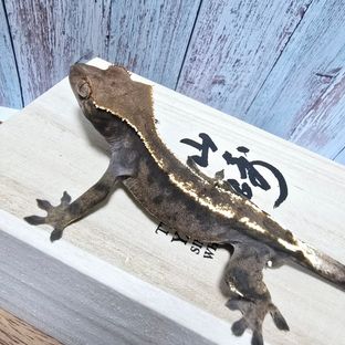 세이블