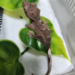 레드 달마시안