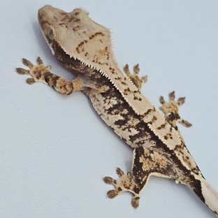 핀스트라이프 트라이