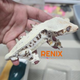 판다 릴리화이트