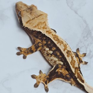 핀스트라이프 트라이