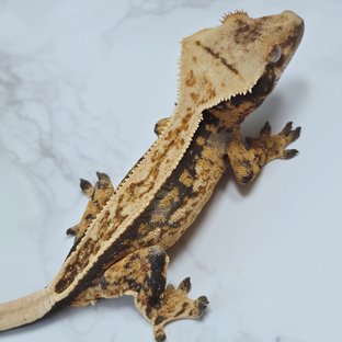 핀스트라이프 트라이