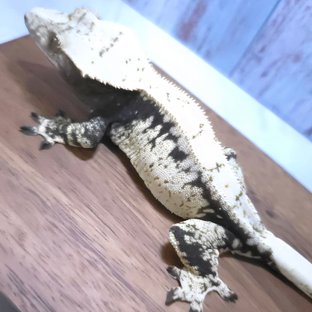 윌리