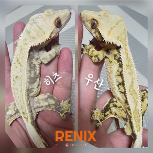 히츠 X 우산