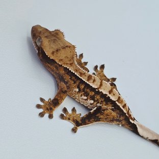 핀스트라이프 트라이