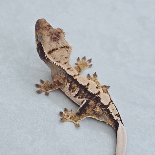 Tri Extreme Harlequin