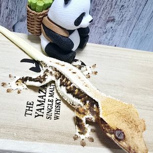 판다 릴리화이트