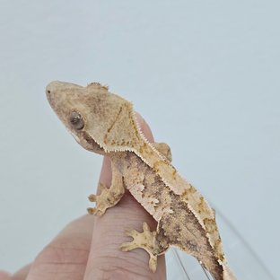 화이트스팟 트라이