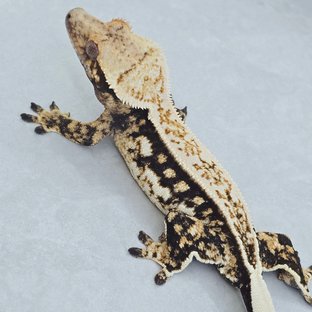 핀스트라이프 트라이