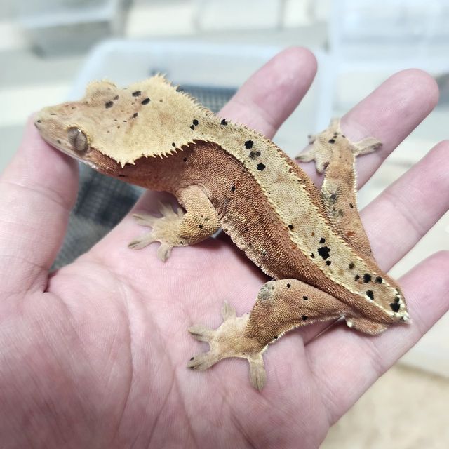 레드 달마시안