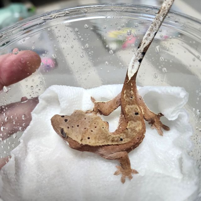 달마시안