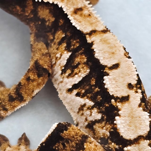 트라이 익스트림할리퀸