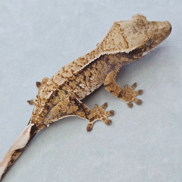 핀스트라이프 화이트스팟 트라이