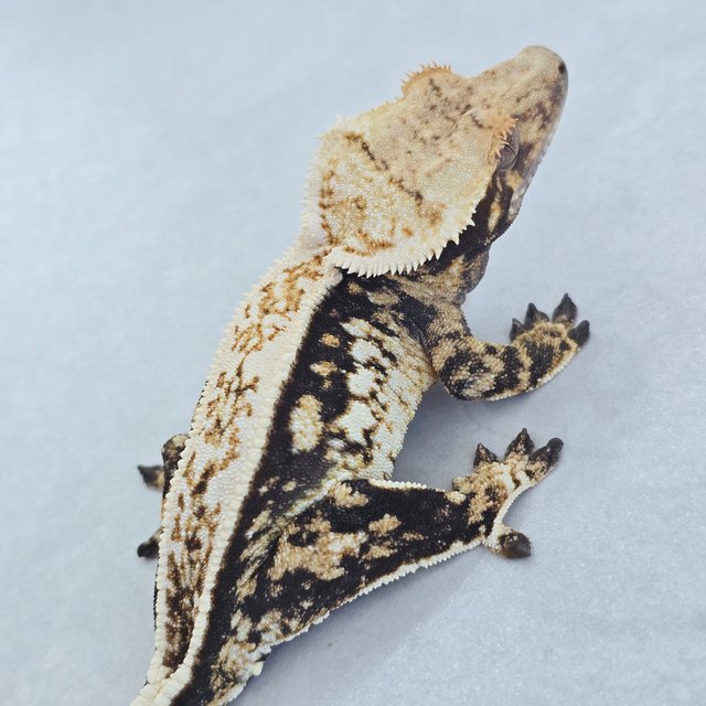 핀스트라이프 트라이