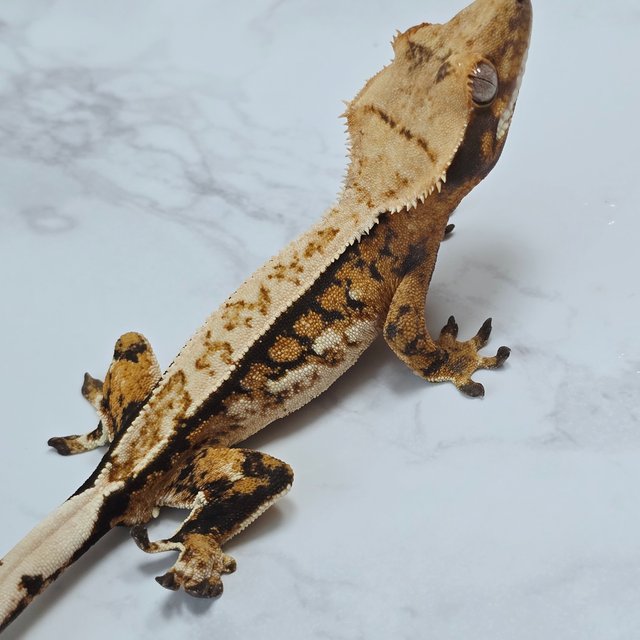 핀스트라이프 트라이