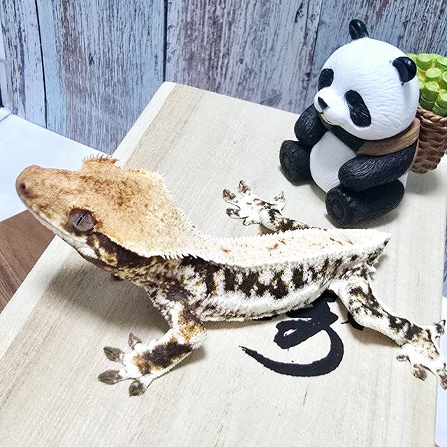 판다 릴리화이트