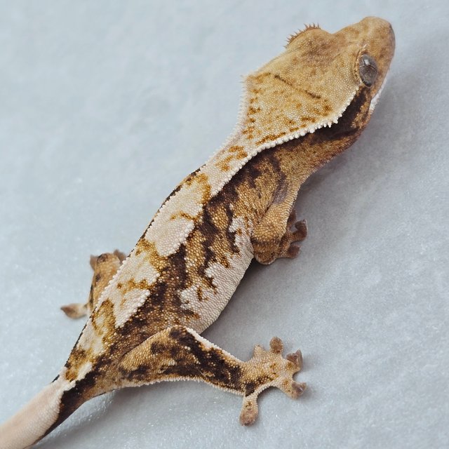 화이트스팟 트라이