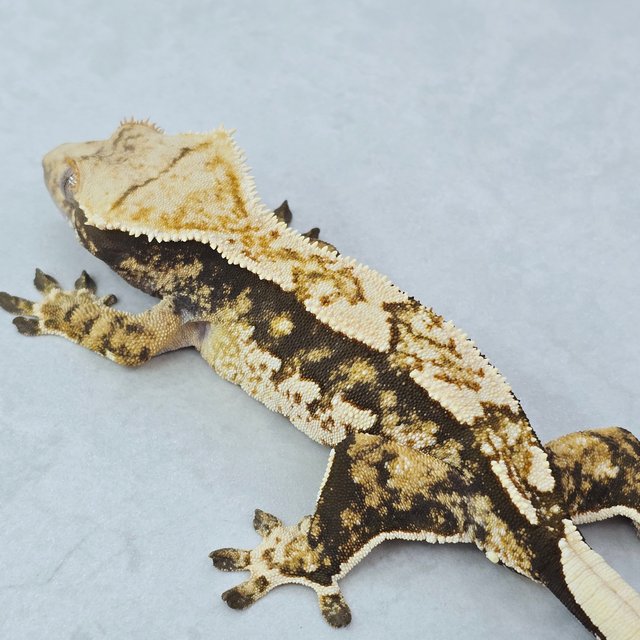 핀스트라이프 트라이