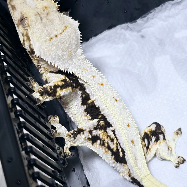 다크 릴리화이트