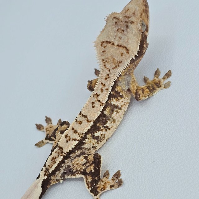 핀스트라이프 트라이