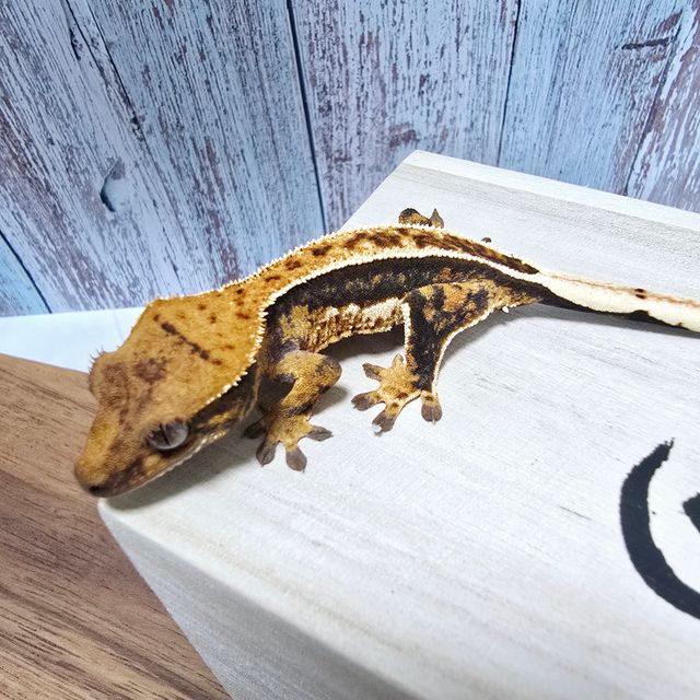 에밀리 핀스트라이프 트라이