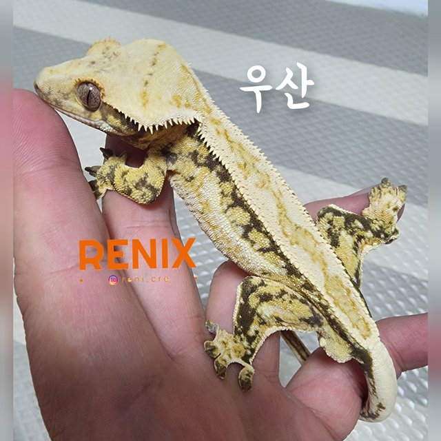 쿼드 핀스트라이프 트라이