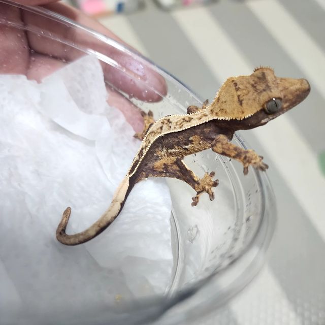 다크 할리퀸