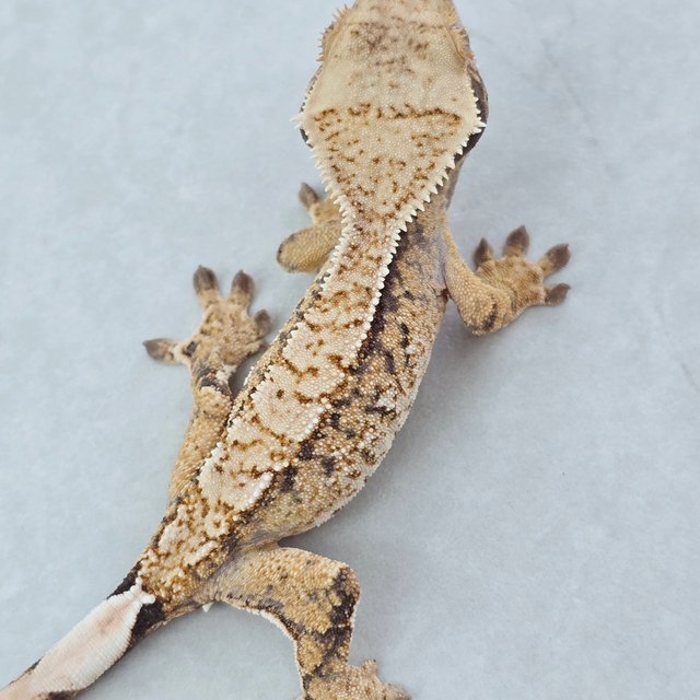 트라이 화이트스팟