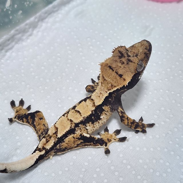 다크 트라이