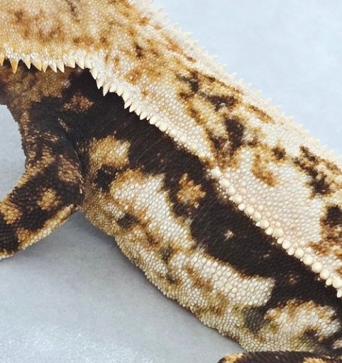 핀스트라이프 트라이