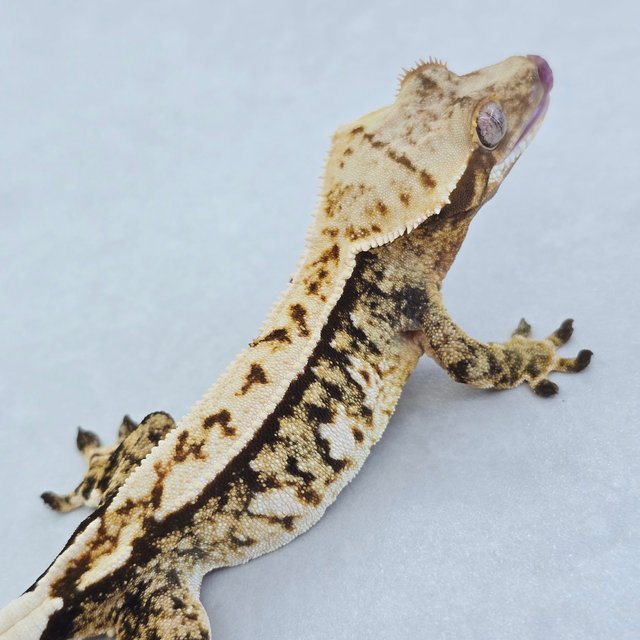 핀스트라이프 트라이