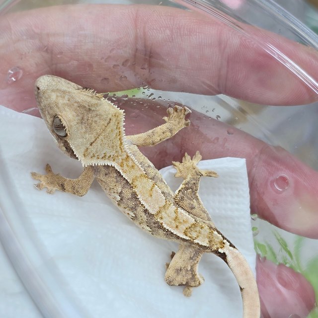 화이트스팟 트라이