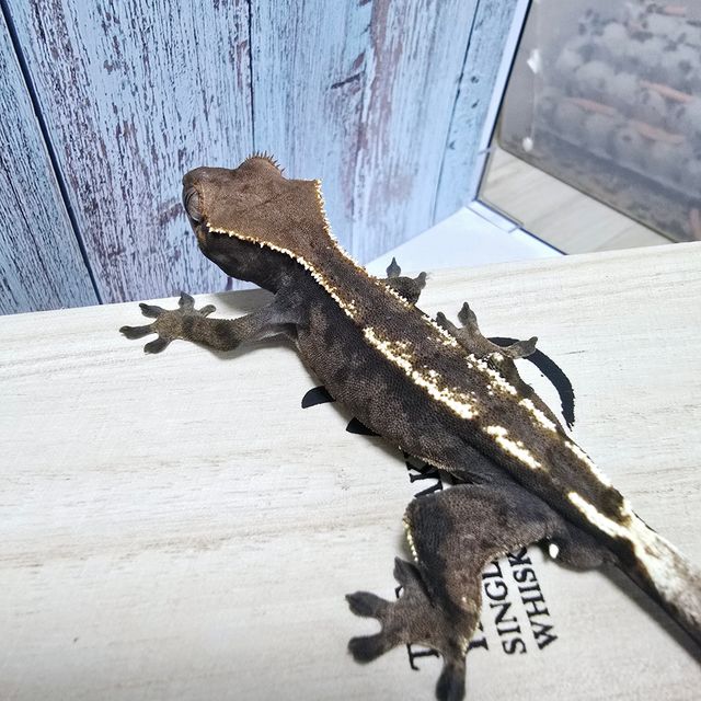 세이블